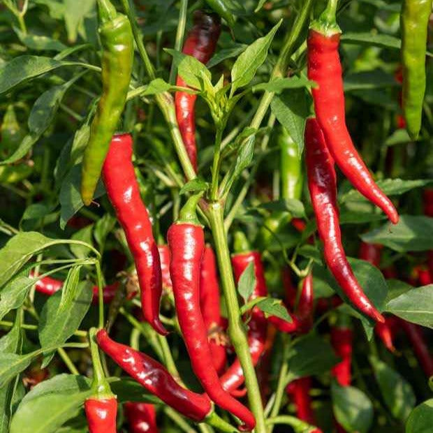 3 Plants de Piment de Cayenne - Capsicum frutescens de cayenne - Potager