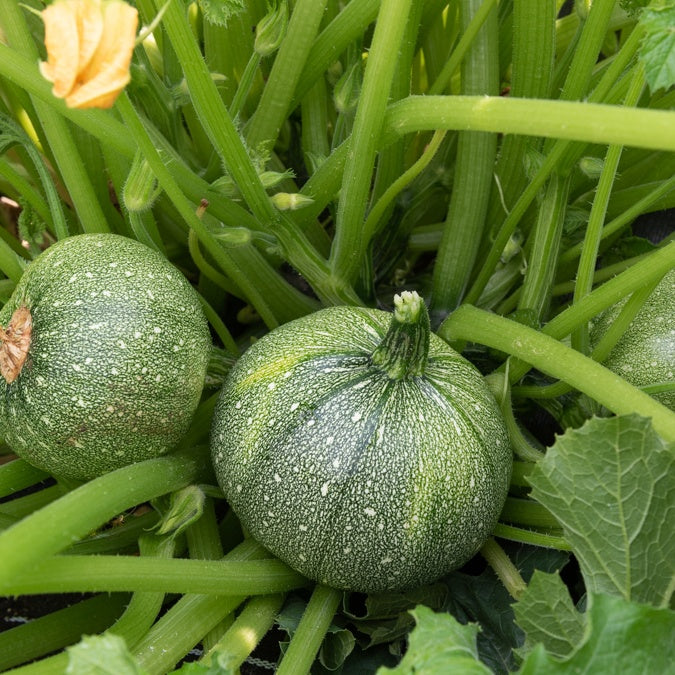 3 Plants de Courgette Ronde de Nice - Cucurbita pepo ronde de nice - Potager