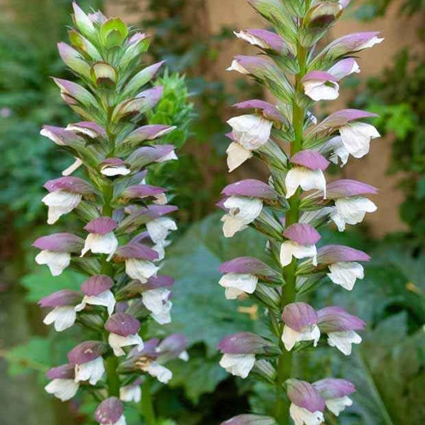 Acanthus mollis - Acanthe molle - Acanthe