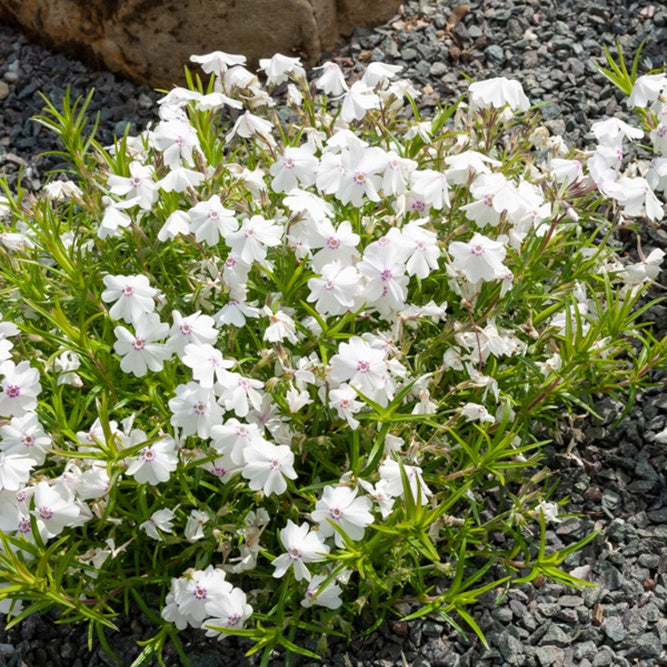 3 Phlox mousse Maischnee - Willemse