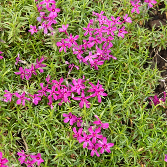3 Phlox mousse Temiskaming - Willemse