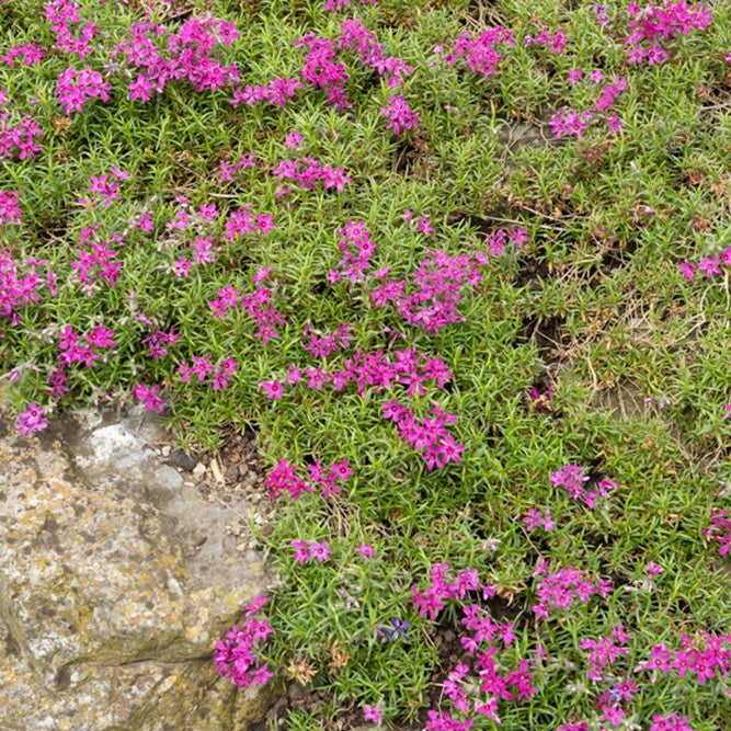 3 Phlox mousse Temiskaming - Phlox subulata temiskaming - Willemse