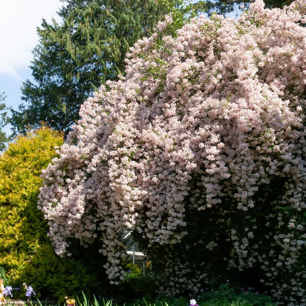 Buisson de beauté Pink Cloud - Kolkwitzia amabilis Pink Cloud - Plantes