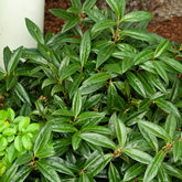 Sarcococca hookeriana humilis - Willemse