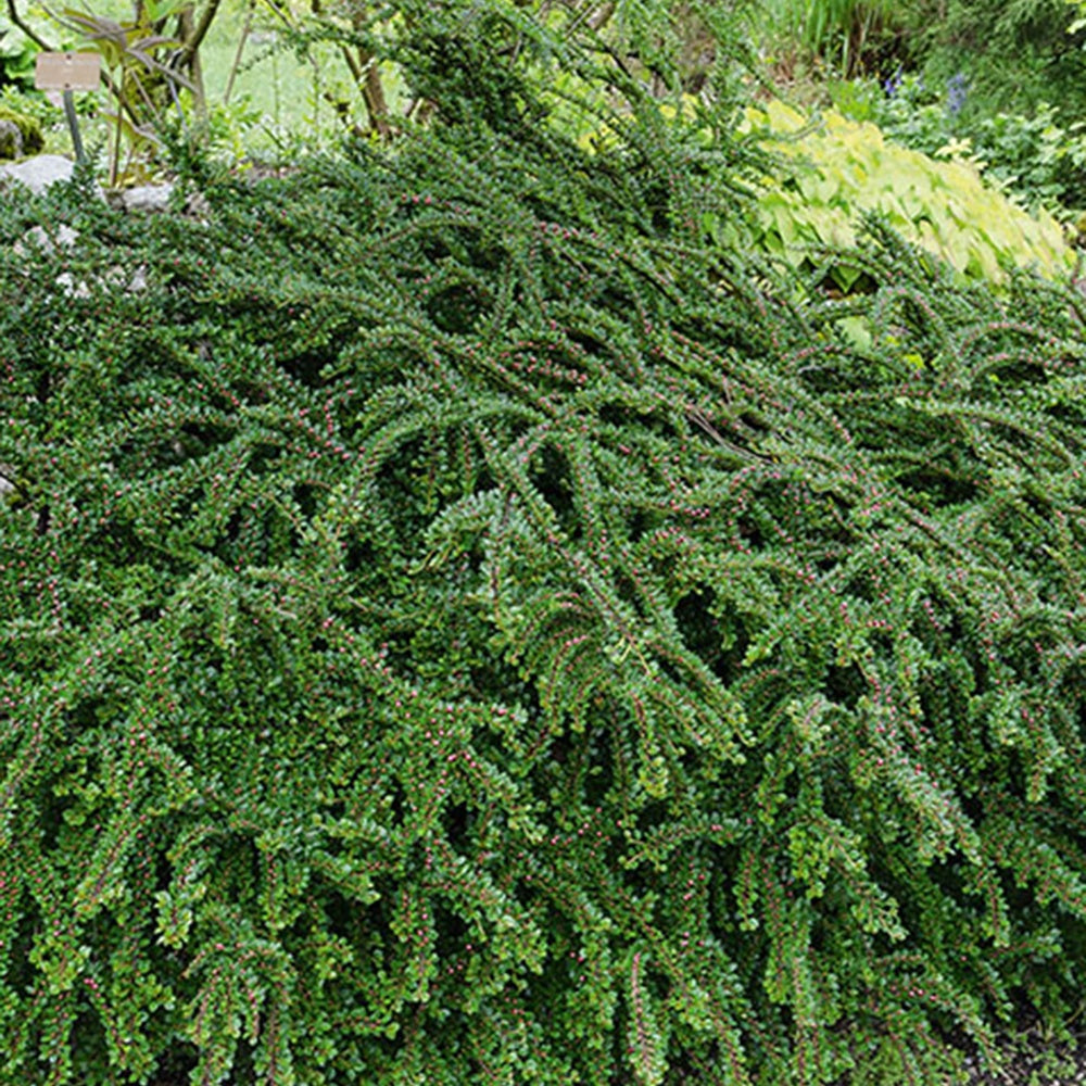 Cotoneaster rampant - Cotoneaster horizontalis - Willemse