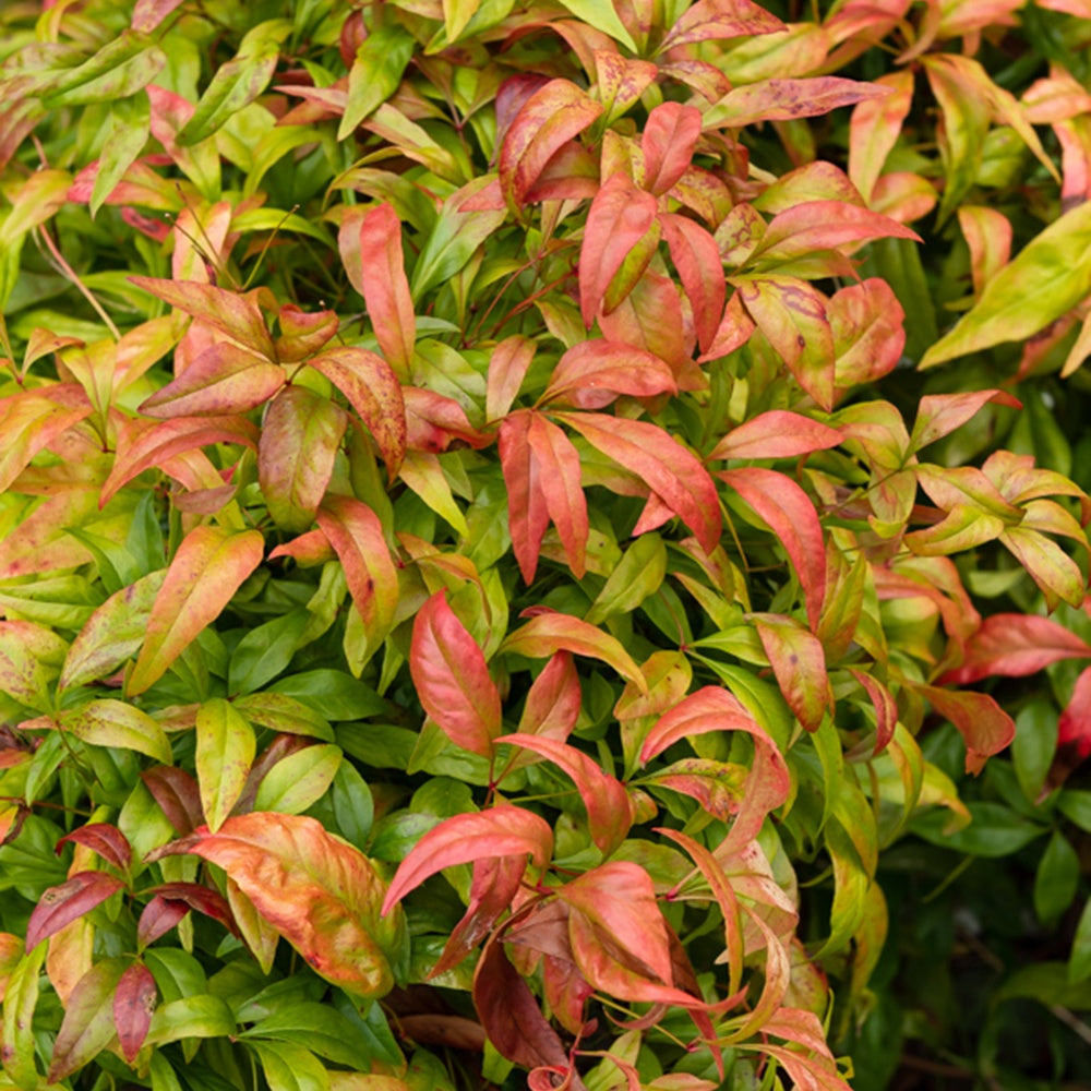 Bambou sacré - Nandina domestica - Arbustes