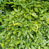 Aucuba du Japon Variegata - Willemse