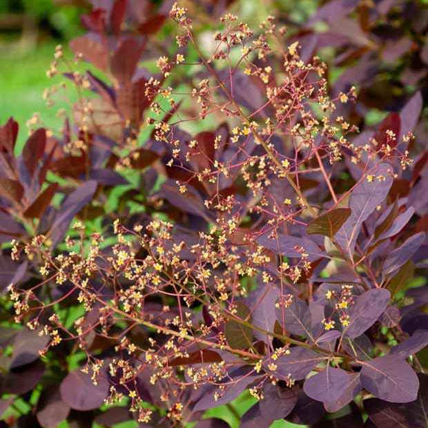 Arbre à perruque - Cotinus coggygria - Willemse