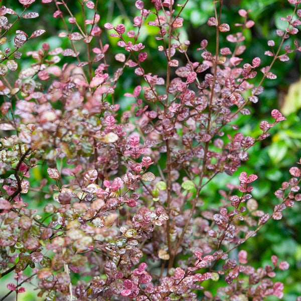 Lophomyrtus ralphii Purpurea Nana - Willemse