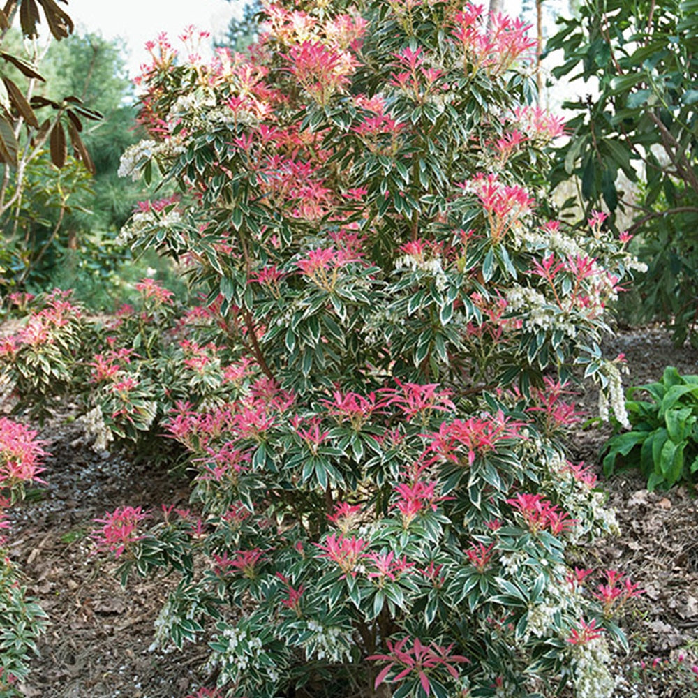 Andromède Flaming Silver - Pieris japonica Flaming Silver - Willemse