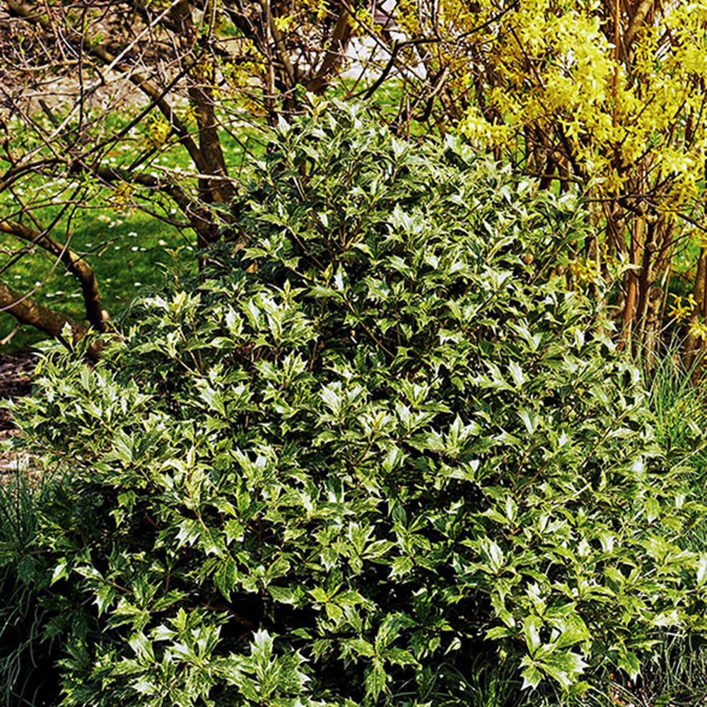 Osmanthe à feuilles variables - Osmanthus heterophyllus - Plantes