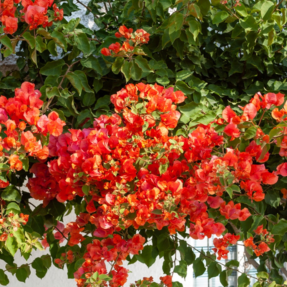 Bougainvillier Orange - Willemse