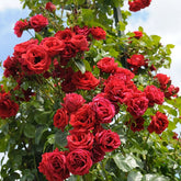 Rosier Sympathie® - Willemse