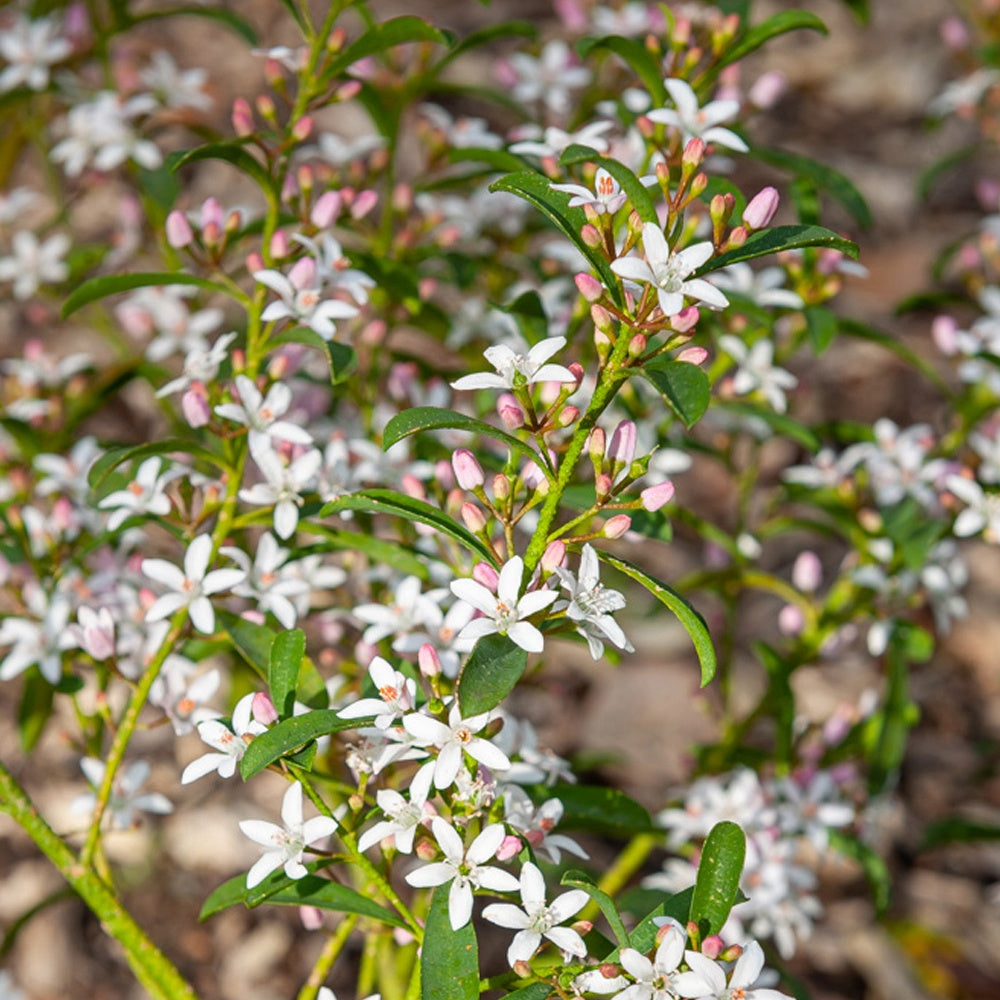 Fleur de cire à longues feuilles - Eriostemon myoporoides (philotheca) - Willemse