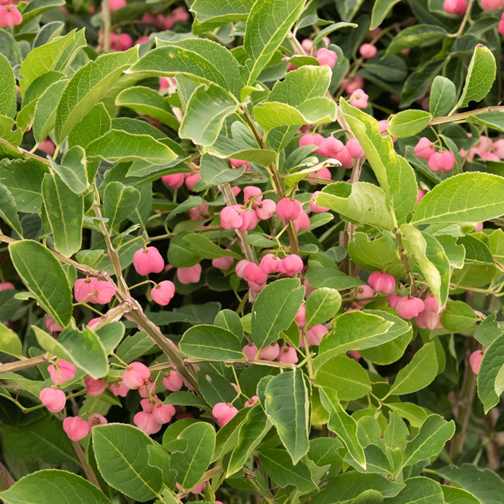 Fusain de Chine Euonymus phellomanus - Willemse
