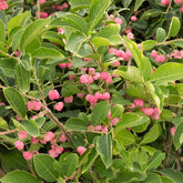 Fusain de Chine Euonymus phellomanus - Willemse