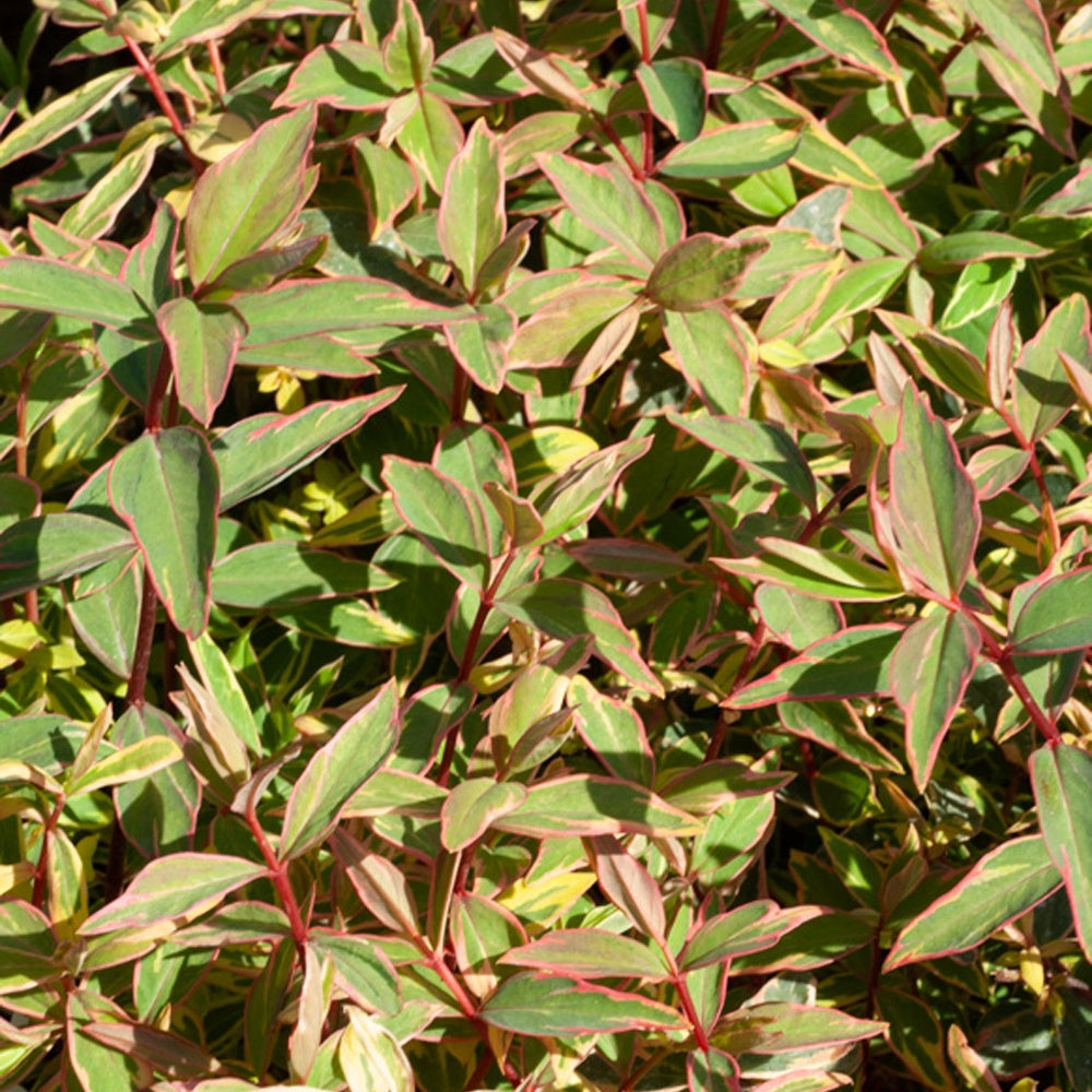 Millepertuis de Moser Tricolor - Hypericum x moserianum 'tricolor' - Willemse