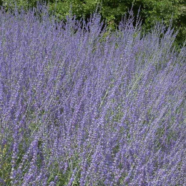 Perovskia atriplicifolia 'little spire' - Perovskia Little Spire ® - Sauges