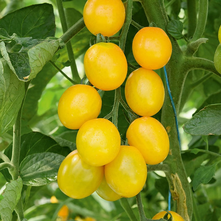 3 Plants Tomate Cerise Gusta Mini Yellow F1