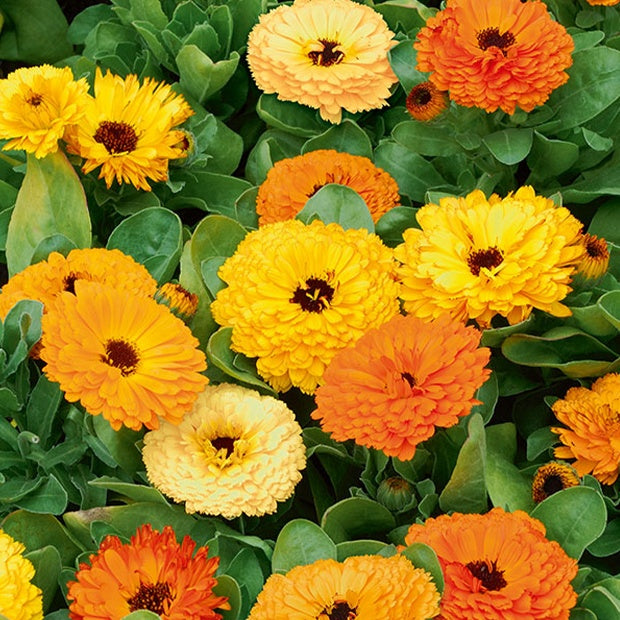 Soucis doubles en mélange - Calendula officinalis - Graines de fleurs