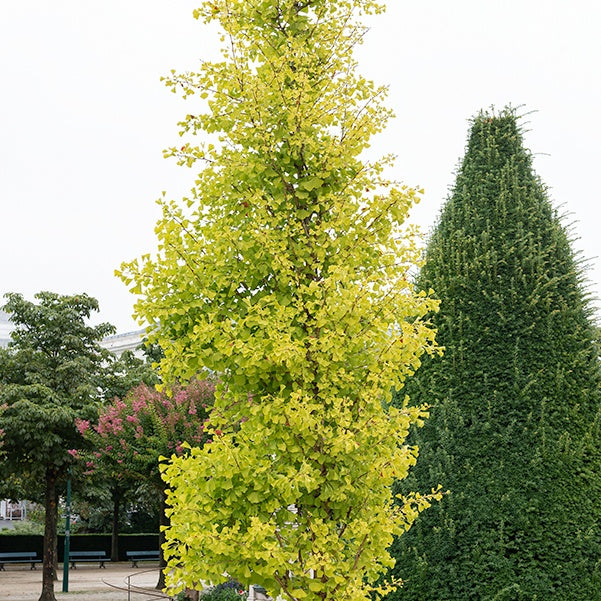 Ginkgo biloba Blagon - Arbre aux 40 écus - Ginkgo biloba blagon - Willemse