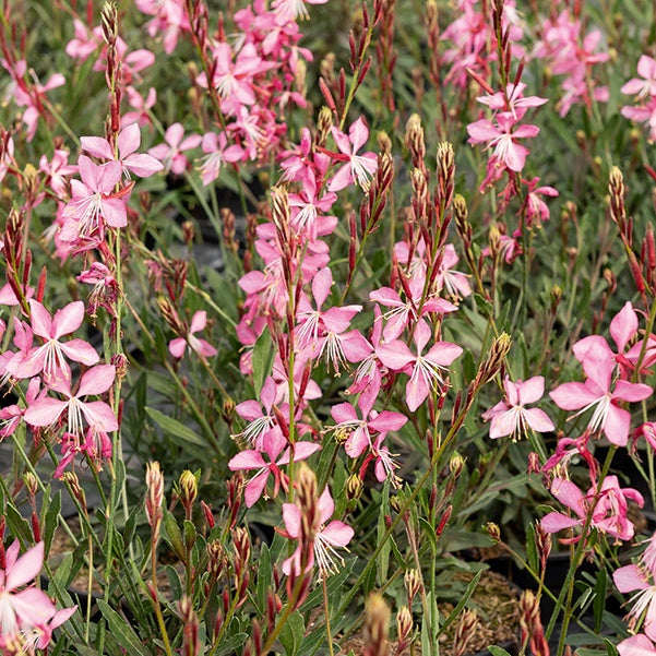 Gaura lindheimeri (blanc +siskiyou pink) - 2 Gauras blanc et rose en mélange - Gaura