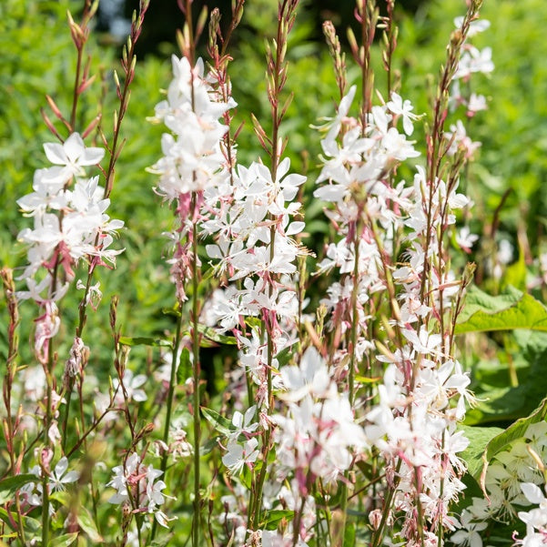 Gaura - 2 Gauras blanc et rose en mélange - Gaura lindheimeri (blanc +siskiyou pink)