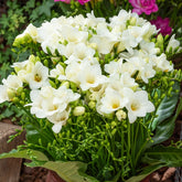 15 Freesia simple blanche - Willemse