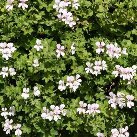 Géranium lierre blanc - Pelargonium peltatum - Plantes