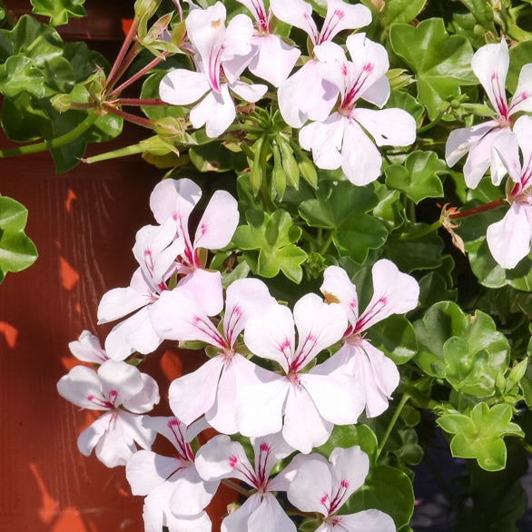 Géranium lierre blanc - Pelargonium peltatum - Plantes vivaces