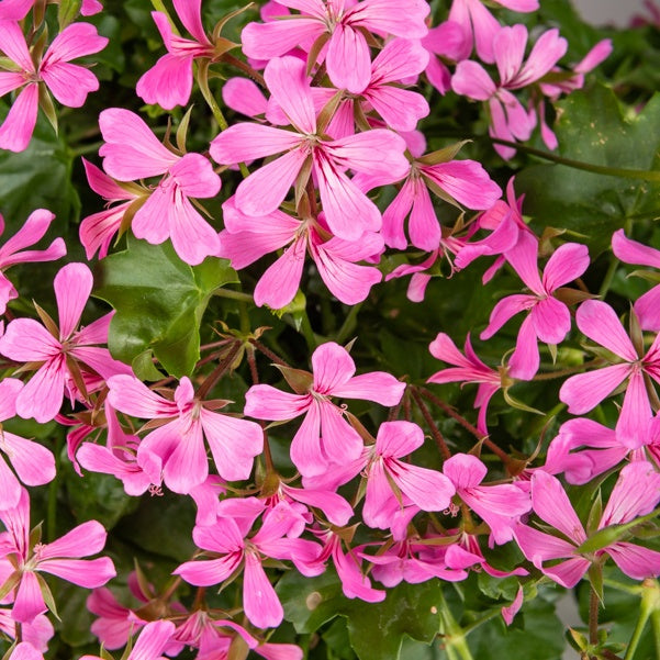 Géranium lierre rose - Pelargonium peltatum - Plantes vivaces