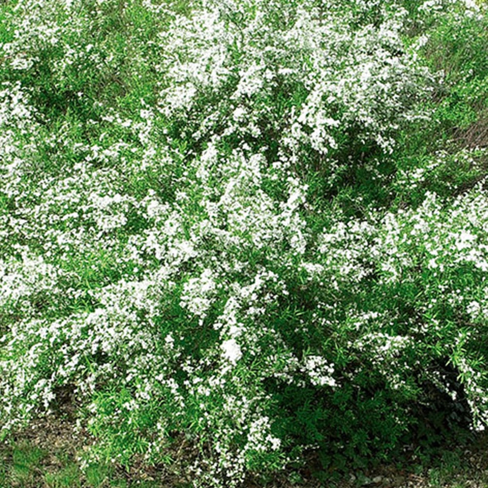 Spirée de Thunberg - Spiraea thunbergii - Willemse
