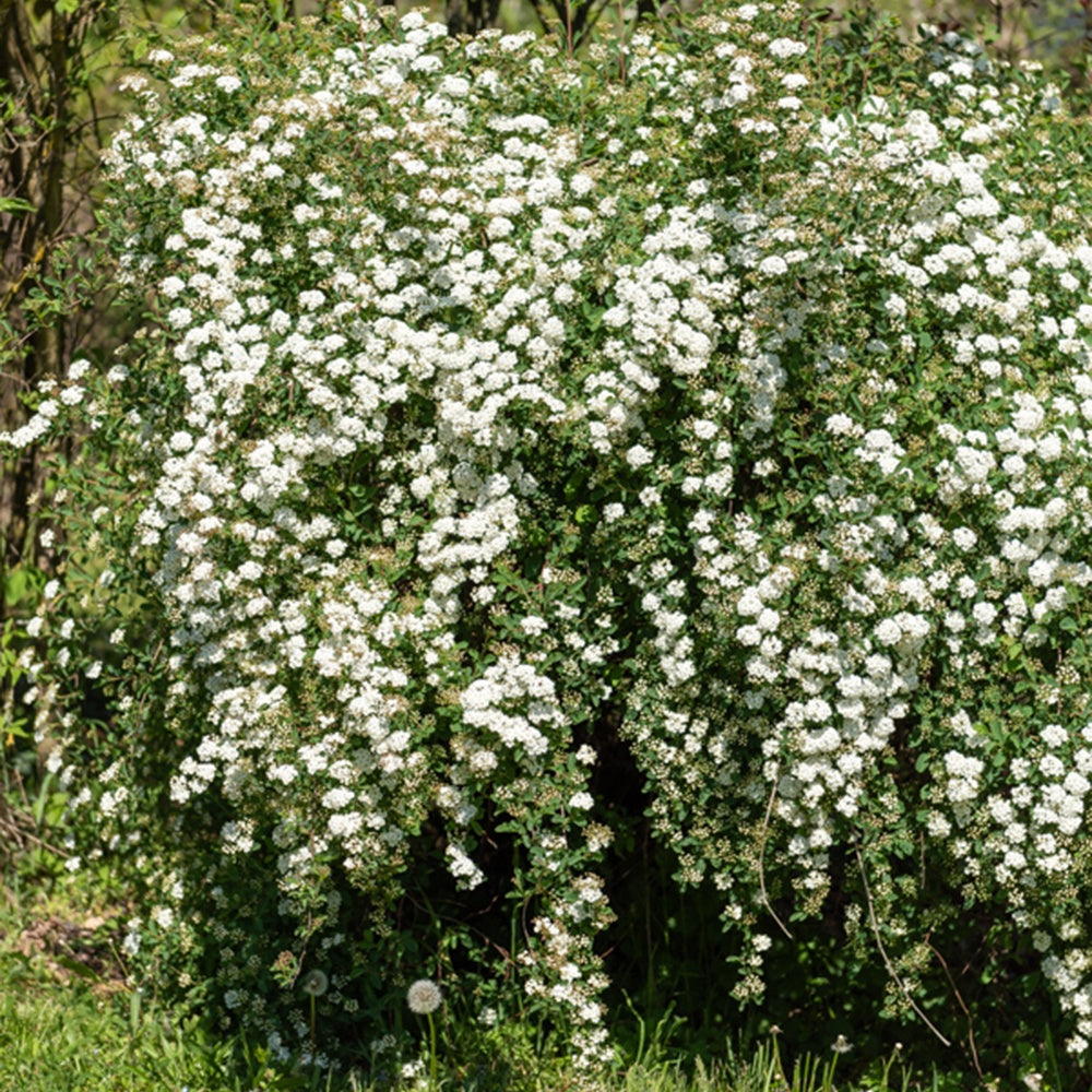 Spirée de vanhoutte - Spiraea vanhouttei - Plantes