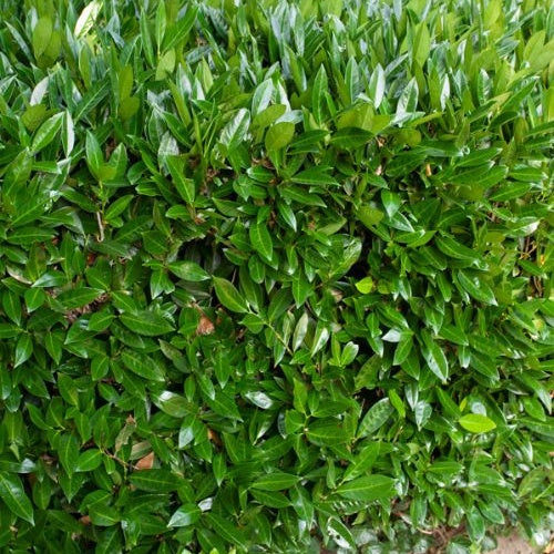 Laurier-Cerise Laurier palme Otto Luyken - Prunus laurocerasus Otto Luyken - Willemse