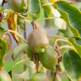 Kiwi Ken's Red - Actinidia arguta 'ken's red' - Plantes