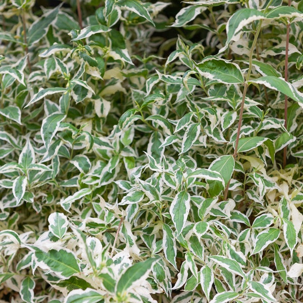 Diervilla sessilifolia Variegata - Diervilla sessilifolia variegata - Plantes