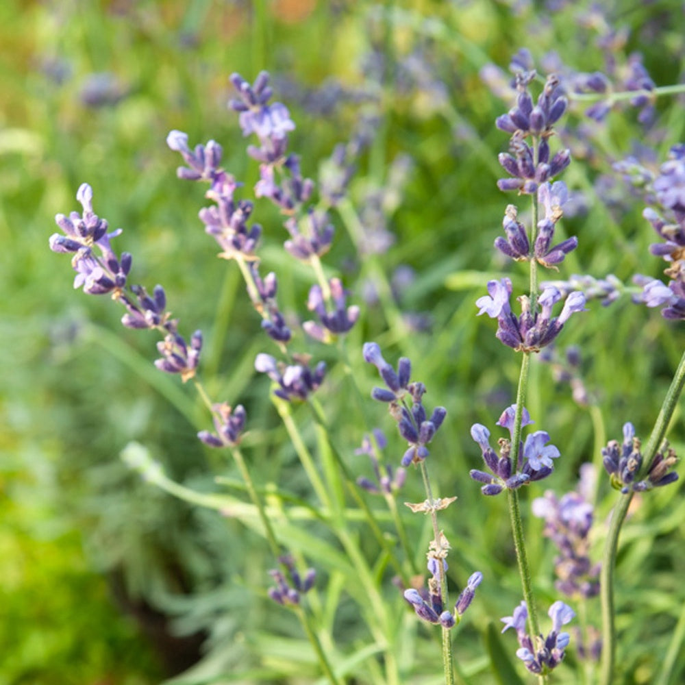 Lavandula angustifolia 'munstead' - Lavande vraie Munstead - Lavandes