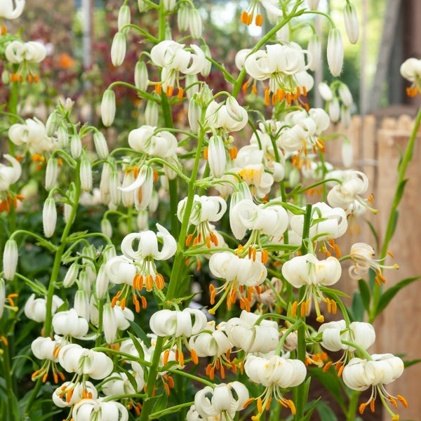 Lis martagon Snowy Morning - Lilium Snowy Morning - Willemse