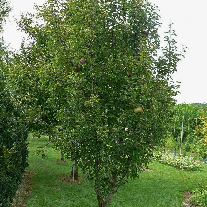 Poirier Cannelle - Pyrus communis cannelle - Plantes