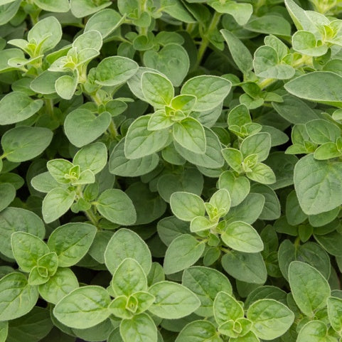 Plant d'Origan - Willemse