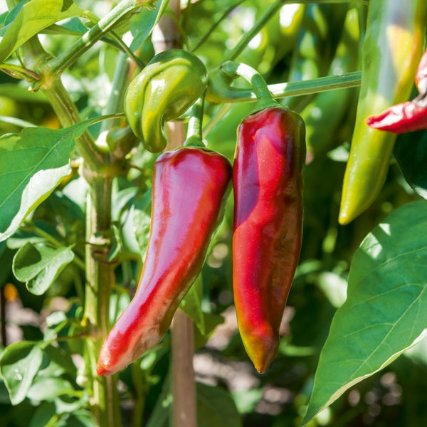 3 Plants de Piment Gorria - Potager