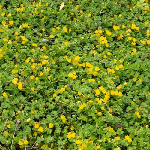 Lysimachia - Herbe aux écus - Lysimachia nummularia - Willemse
