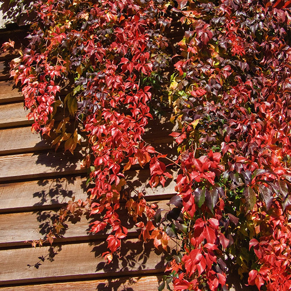 Vigne vierge - Vigne vierge Engelmannii - Parthenocissus quinquefolia 'engelmannii'
