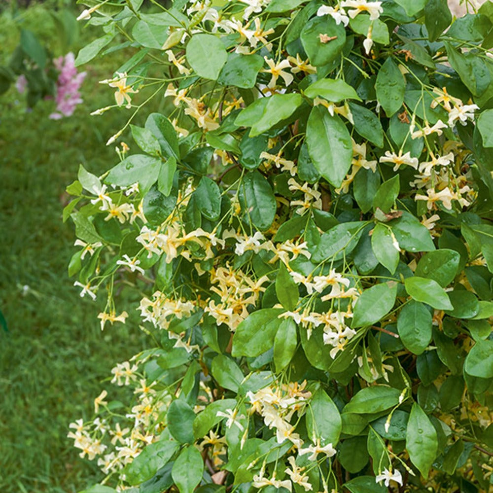 Jasmin étoilé Star of Toscane - Trachelospermum Star of Toscany - Jasmins