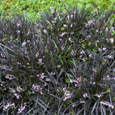 Ophiopogon noir Niger - Willemse
