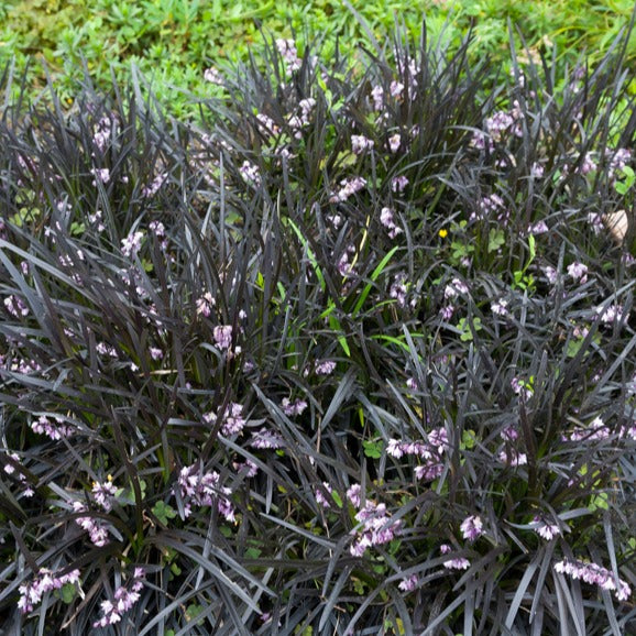 Ophiopogon noir Niger - Willemse