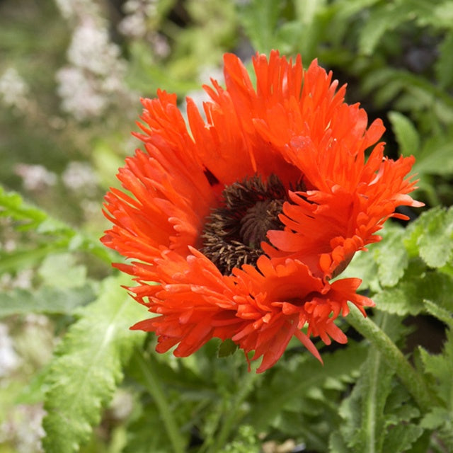 Pavot d'Orient Turkenlouis - Willemse