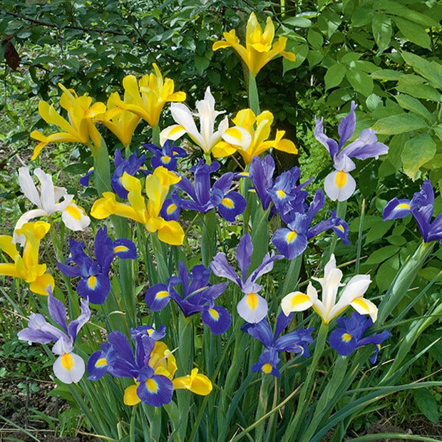 50 Iris de Hollande en mélange - Iris hollandica - Willemse