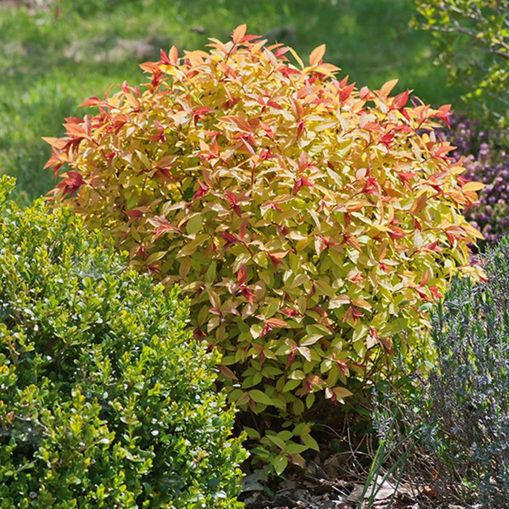 Spirée du Japon Goldflame - Spiraea japonica goldflame