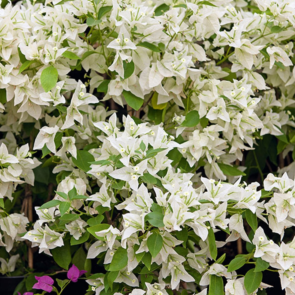 Bougainvillea white - Bougainvillier Blanc - Bougainvilliers